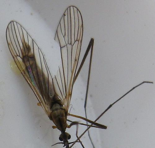 Réf. 181 595 : Erioconopa trivialis